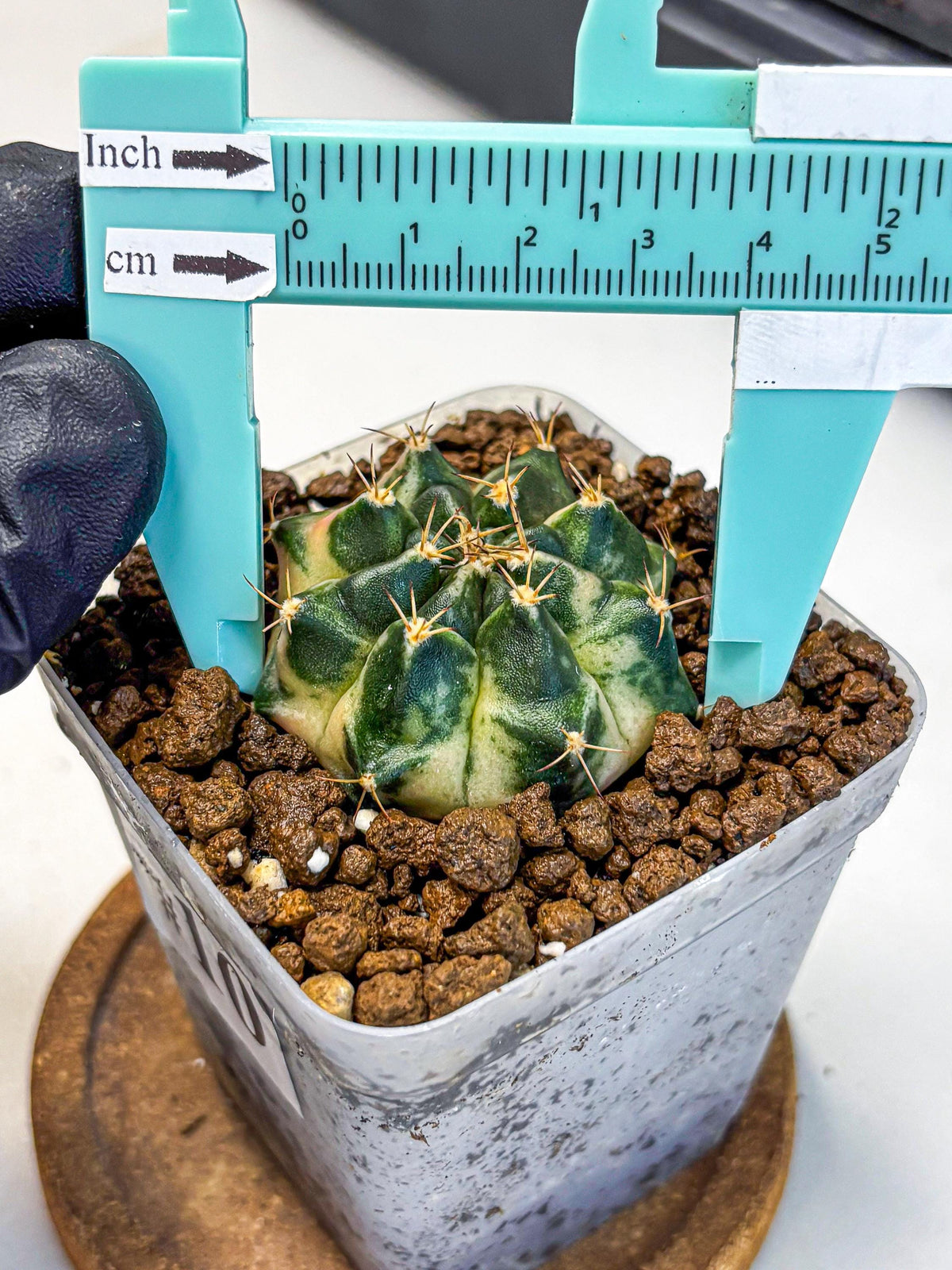 Gymnocalycium Giant Pumpkin (gy22) (10) | Special Hybrid cactus