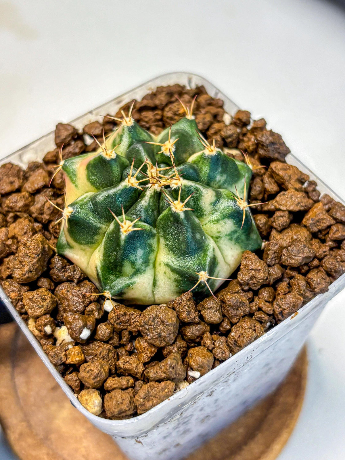 Gymnocalycium Giant Pumpkin (gy22) (10) | Special Hybrid cactus