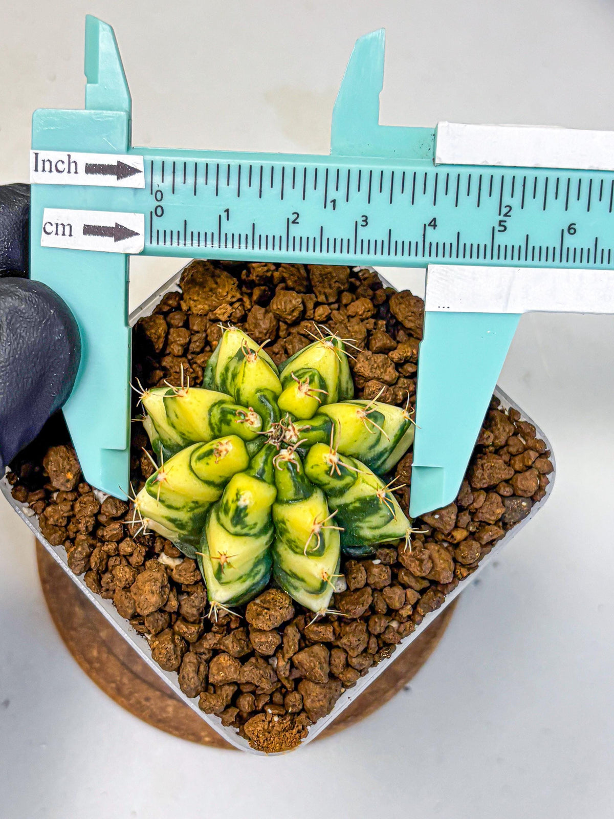 Gymnocalycium Kira (gy22) (11) | Special Hybrid cactus