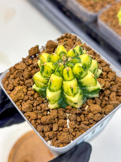 Gymnocalycium Kira (gy22) (11) | Special Hybrid cactus