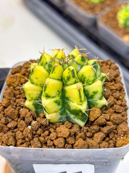 Gymnocalycium Kira (gy22) (11) | Special Hybrid cactus