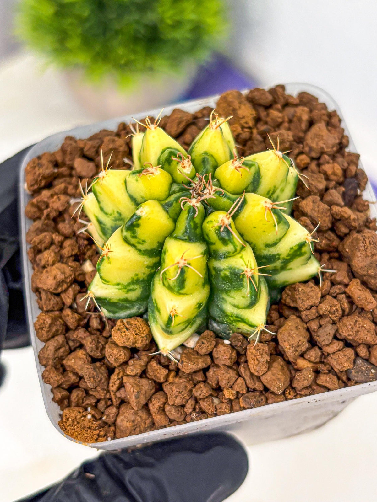 Gymnocalycium Kira (gy22) (11) | Special Hybrid cactus