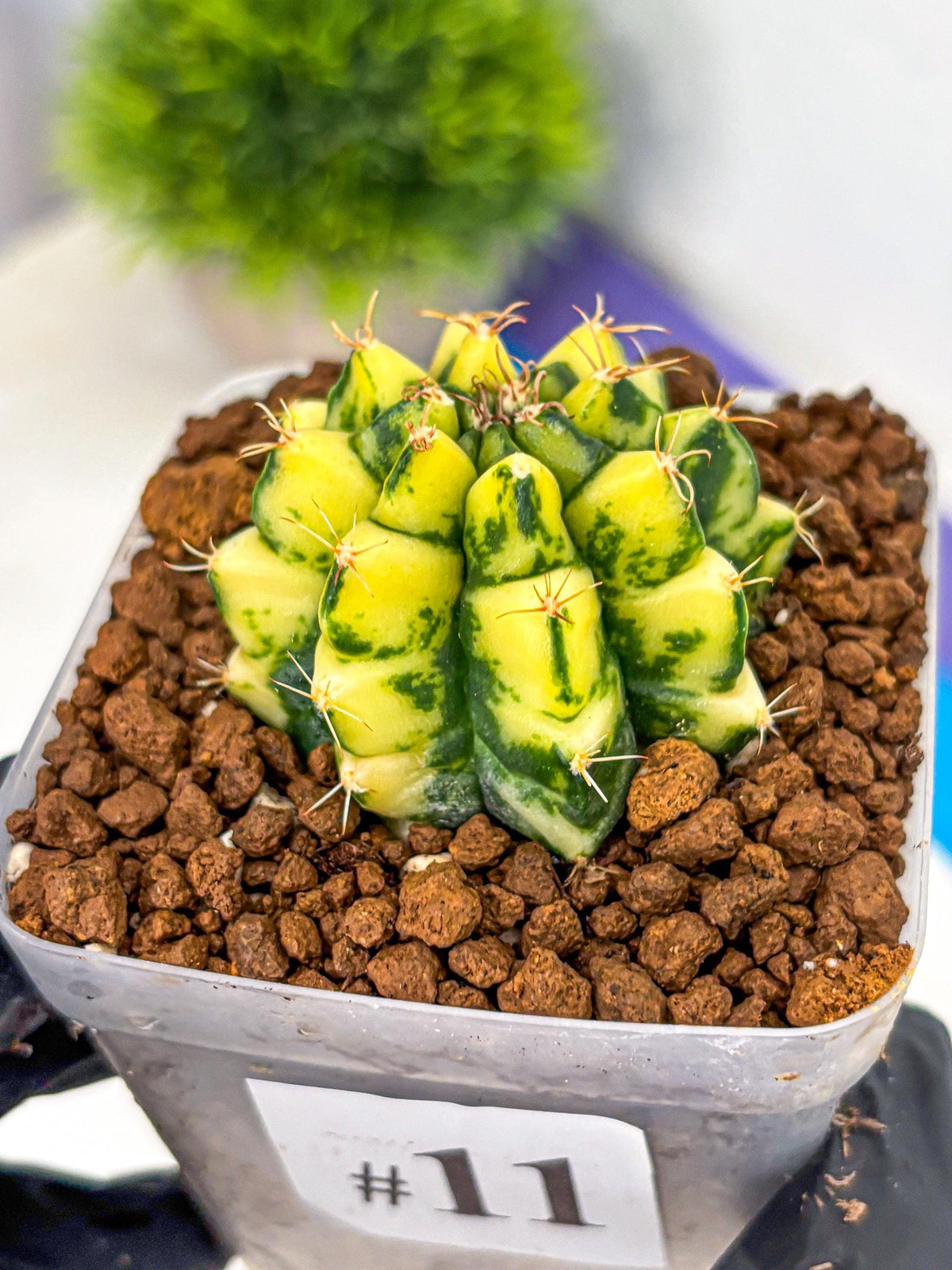 Gymnocalycium Kira (gy22) (11) | Special Hybrid cactus