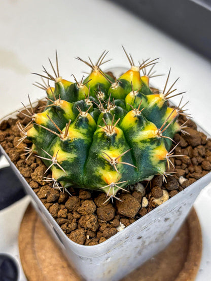 Gymnocalycium Delta (gy22) (13) | Hybrid Plants