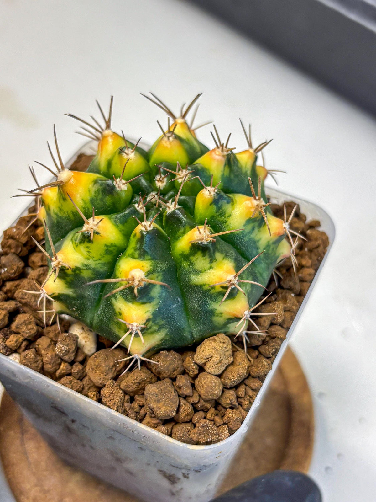 Gymnocalycium Delta (gy22) (13) | Hybrid Plants