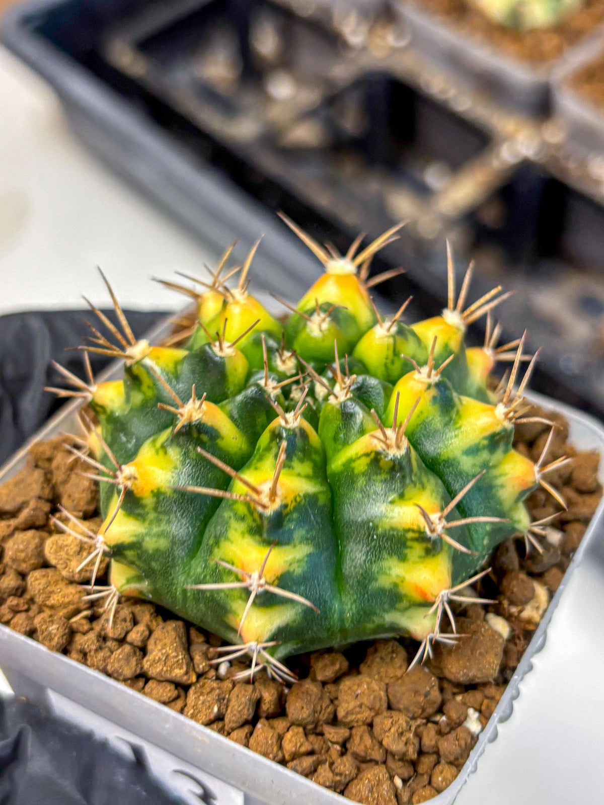 Gymnocalycium Delta (gy22) (13) | Hybrid Plants