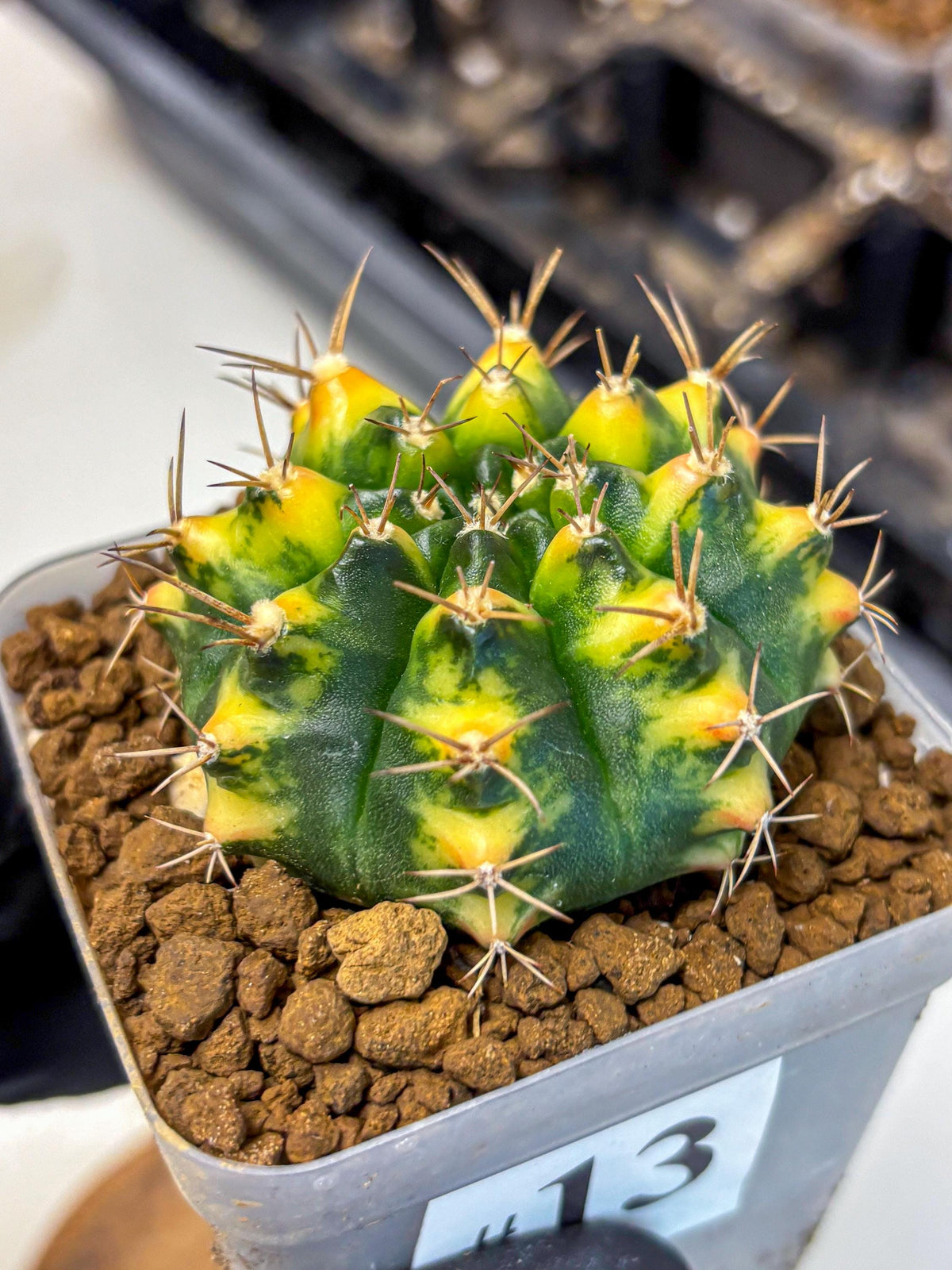 Gymnocalycium Delta (gy22) (13) | Hybrid Plants