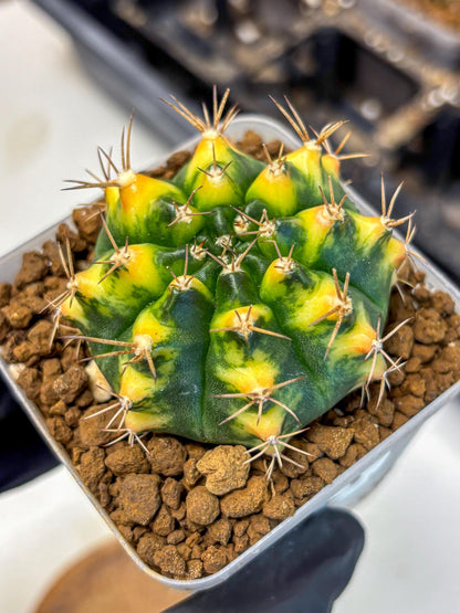 Gymnocalycium Delta (gy22) (13) | Hybrid Plants