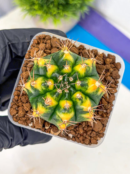 Gymnocalycium Delta (gy22) (13) | Hybrid Plants