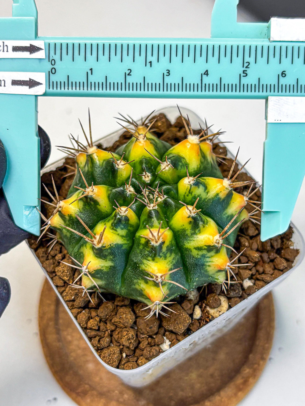 Gymnocalycium Delta (gy22) (13) | Hybrid Plants