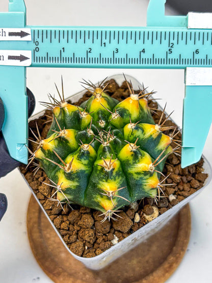 Gymnocalycium Delta (gy22) (13) | Hybrid Plants