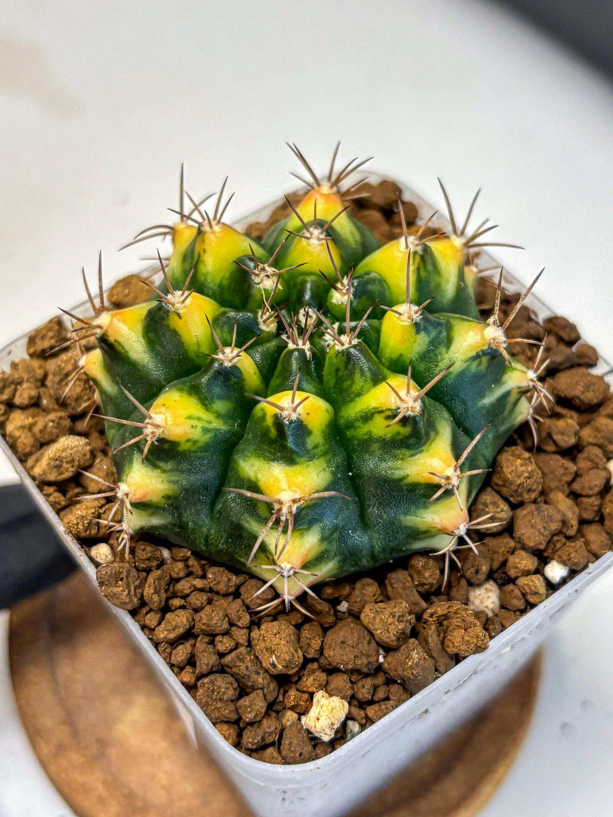 Gymnocalycium Delta (gy22) (14) | Hybrid Plants