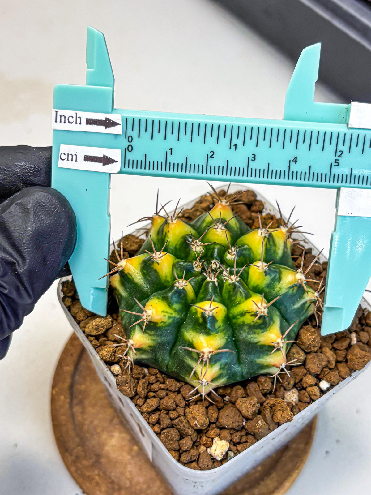Gymnocalycium Delta (gy22) (14) | Hybrid Plants