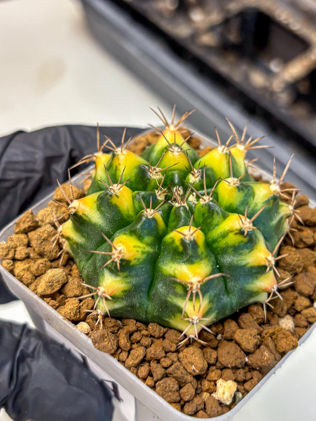 Gymnocalycium Delta (gy22) (14) | Hybrid Plants
