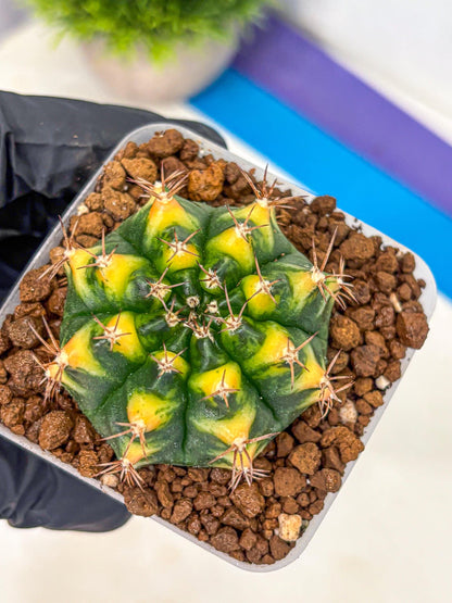 Gymnocalycium Delta (gy22) (14) | Hybrid Plants
