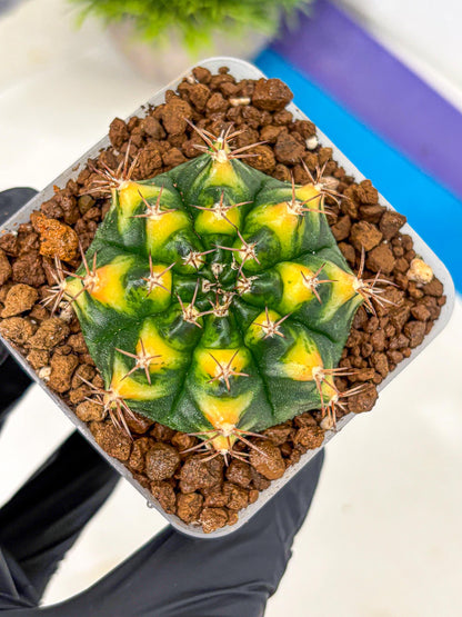 Gymnocalycium Delta (gy22) (14) | Hybrid Plants