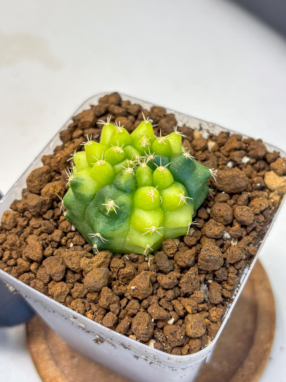 Gymnocalycium Two Tone (gy22) (15) | Hybrid Plants