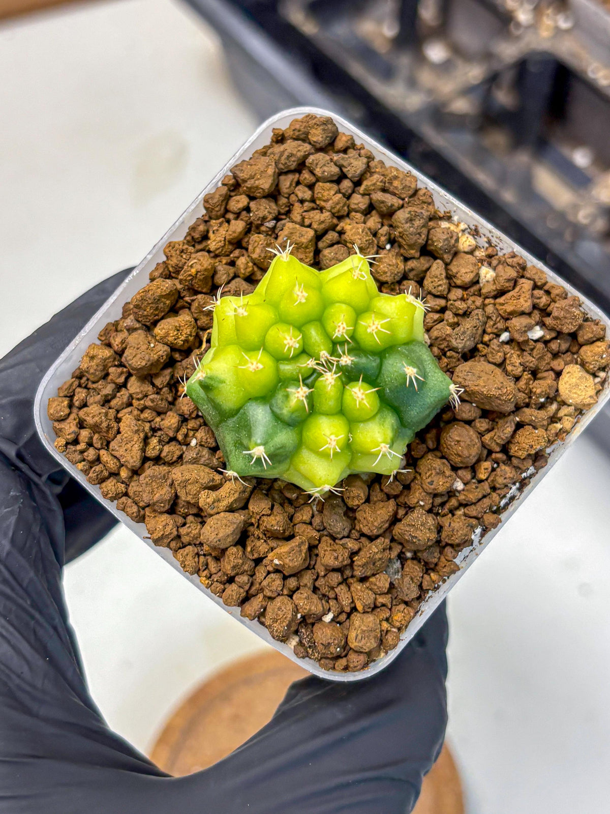 Gymnocalycium Two Tone (gy22) (15) | Hybrid Plants