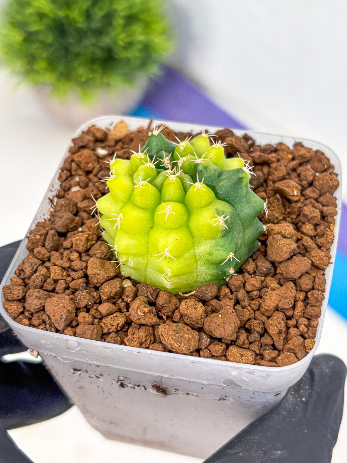 Gymnocalycium Two Tone (gy22) (15) | Hybrid Plants