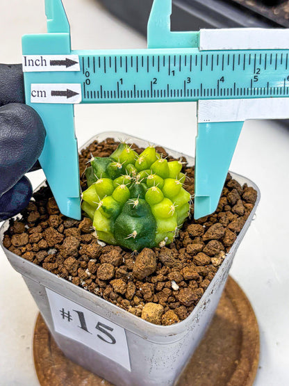Gymnocalycium Two Tone (gy22) (15) | Hybrid Plants