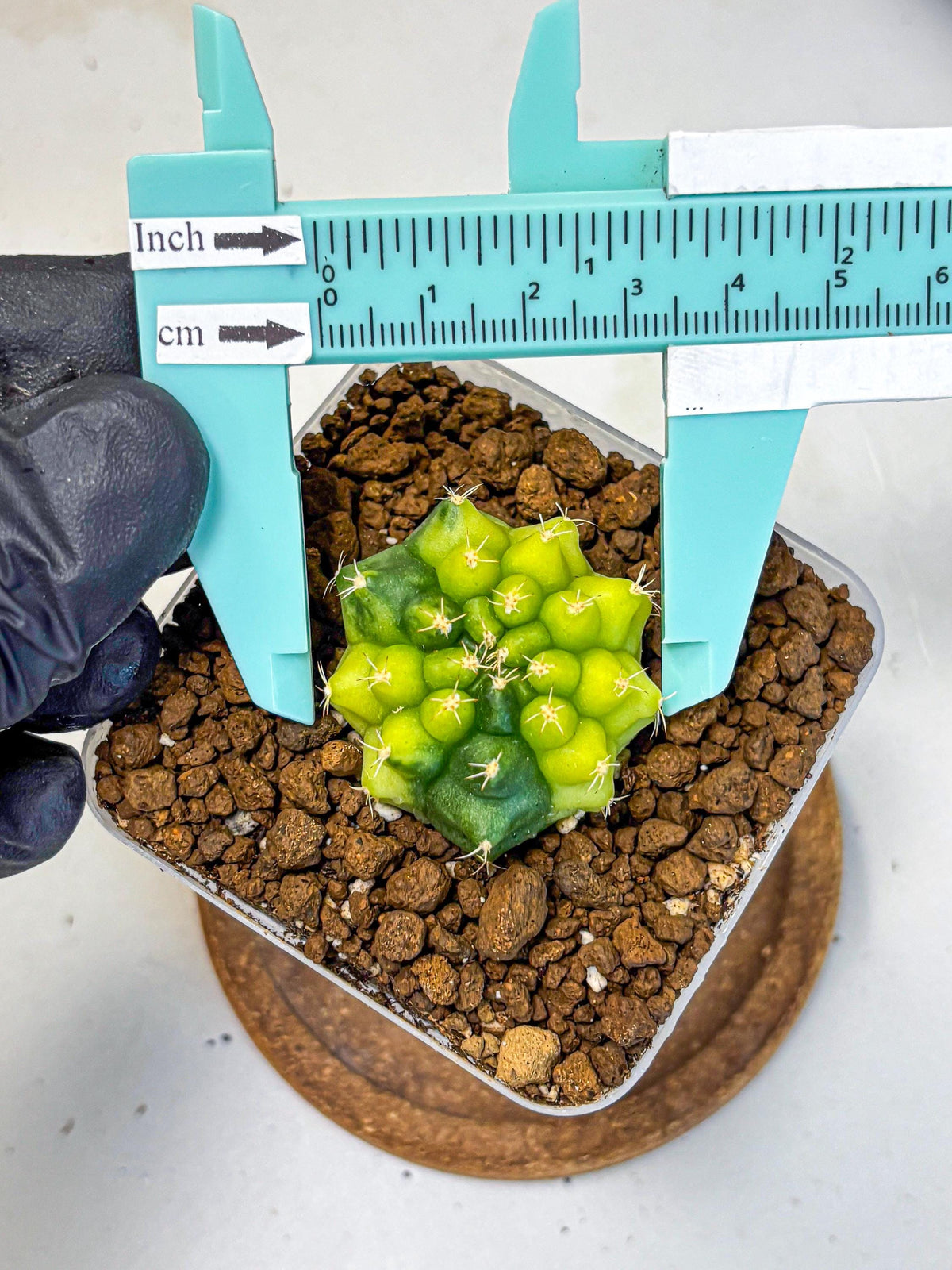 Gymnocalycium Two Tone (gy22) (15) | Hybrid Plants