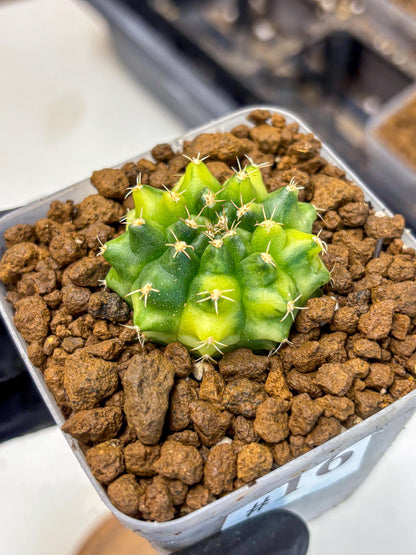 Gymnocalycium Two Tone (gy22) (16) | Hybrid Plants