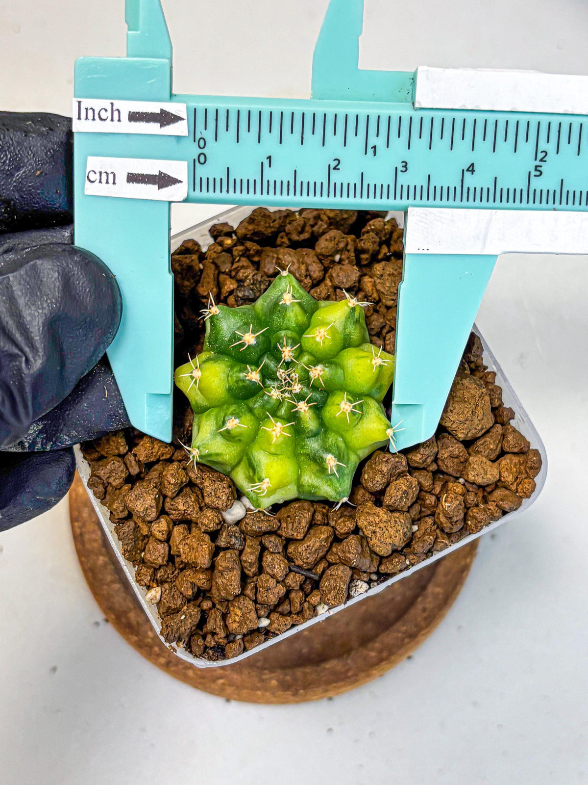 Gymnocalycium Two Tone (gy22) (16) | Hybrid Plants