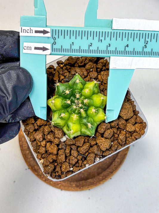 Gymnocalycium Two Tone (gy22) (16) | Hybrid Plants