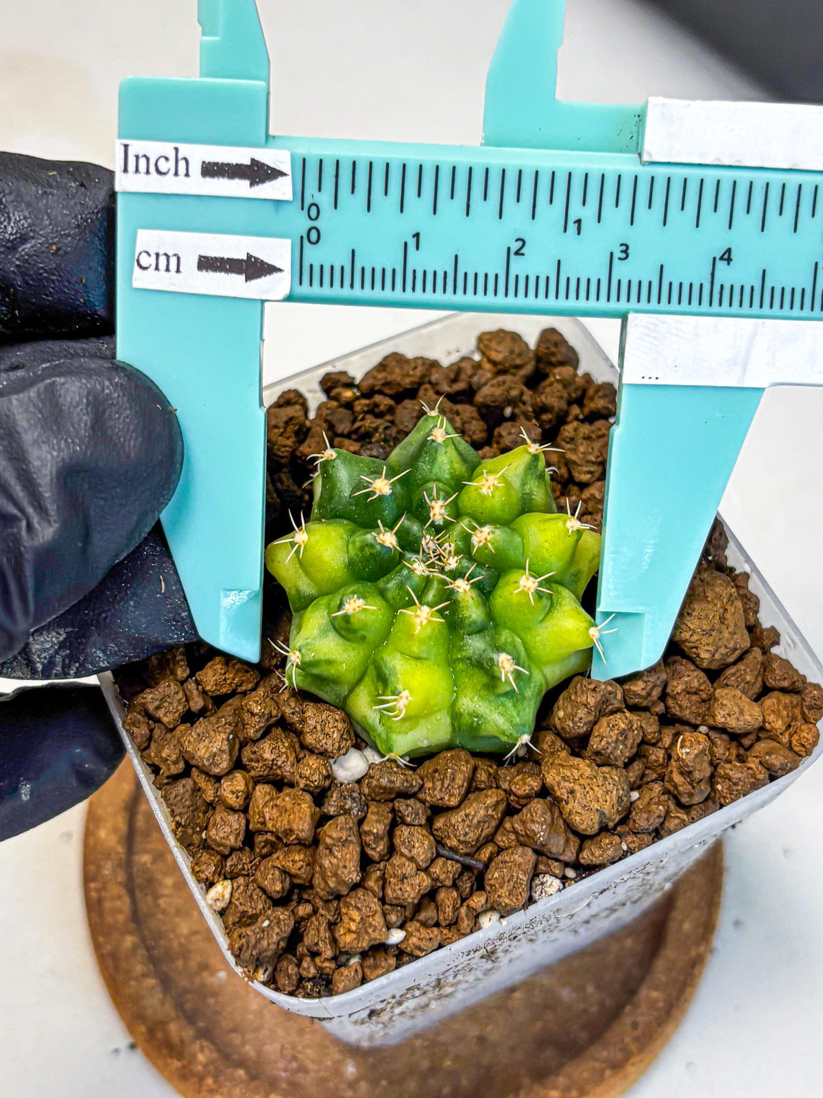 Gymnocalycium Two Tone (gy22) (16) | Hybrid Plants