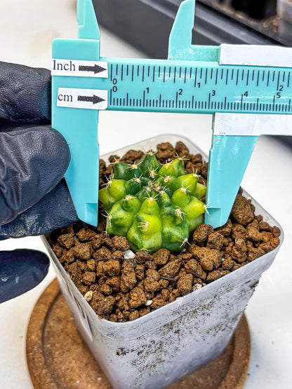 Gymnocalycium Two Tone (gy22) (16) | Hybrid Plants