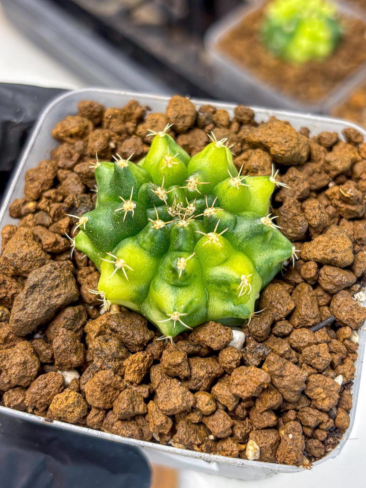 Gymnocalycium Two Tone (gy22) (16) | Hybrid Plants