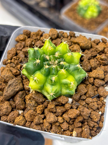 Gymnocalycium Two Tone (gy22) (16) | Hybrid Plants