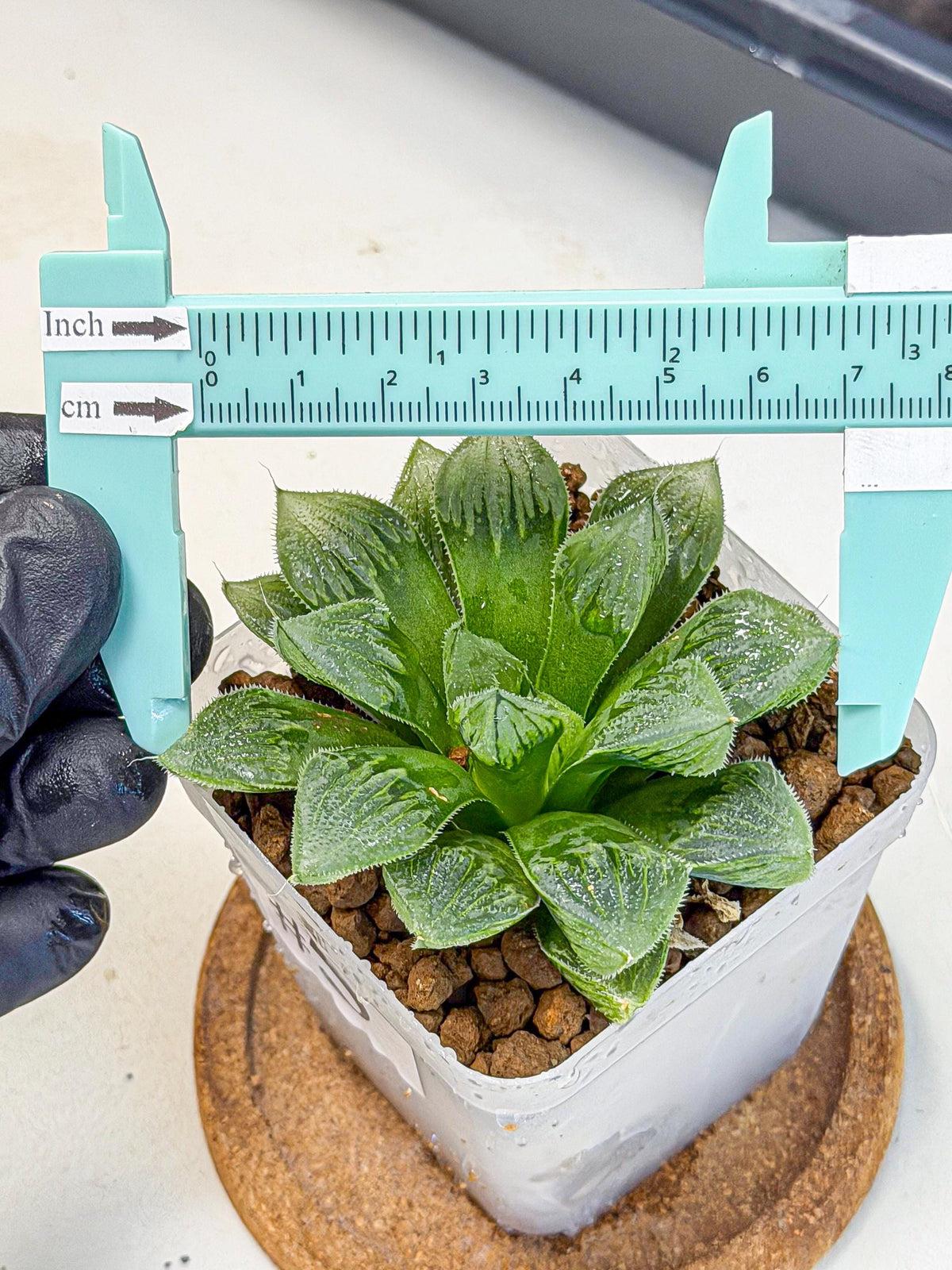 Haworthia Obtusa x Wimii (wa9) (5) | Rare Desert plant