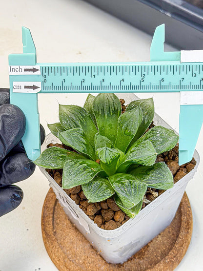 Haworthia Obtusa x Wimii (wa9) (5) | Rare Desert plant