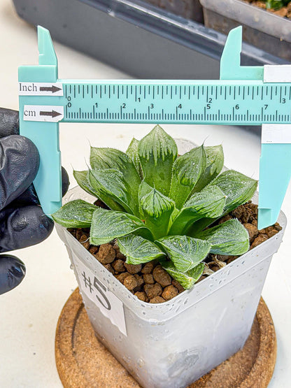 Haworthia Obtusa x Wimii (wa9) (5) | Rare Desert plant