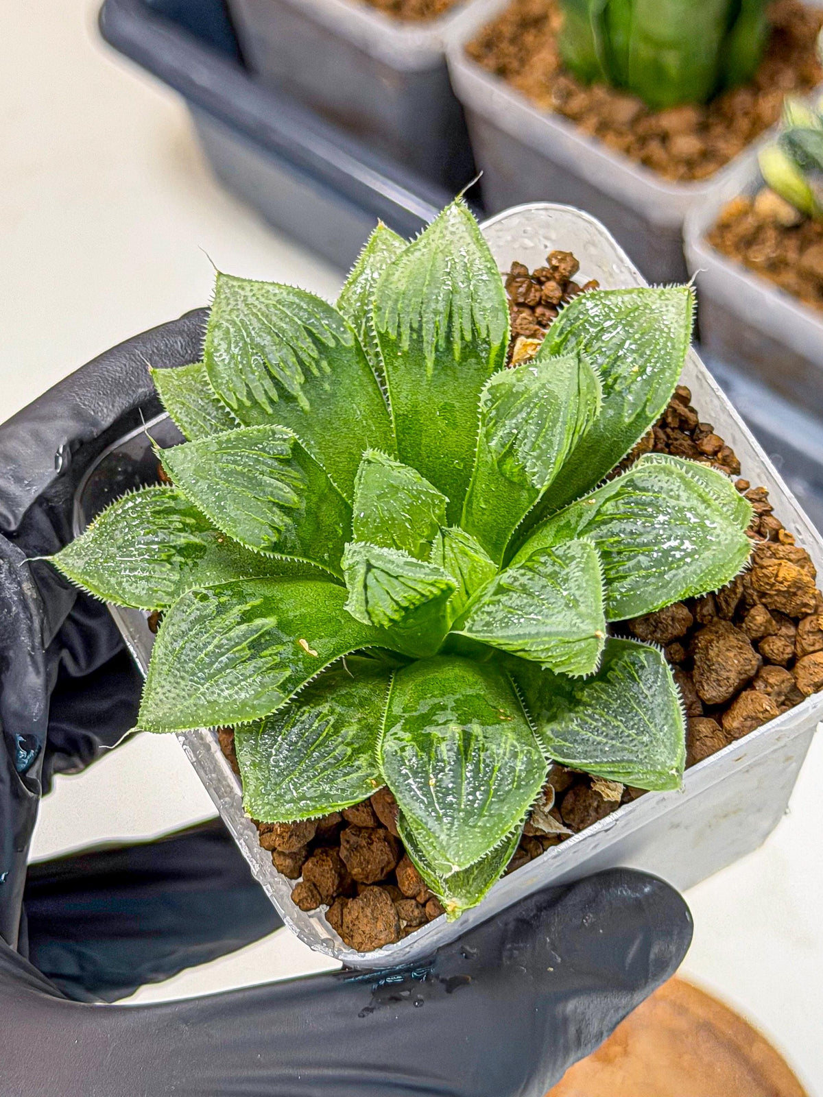 Haworthia Obtusa x Wimii (wa9) (5) | Rare Desert plant