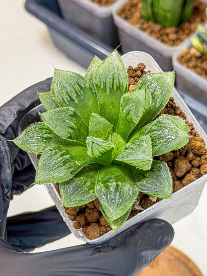 Haworthia Obtusa x Wimii (wa9) (5) | Rare Desert plant