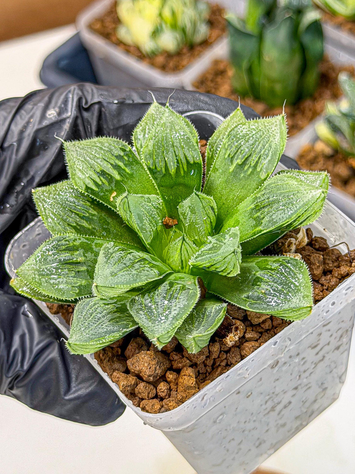 Haworthia Obtusa x Wimii (wa9) (5) | Rare Desert plant