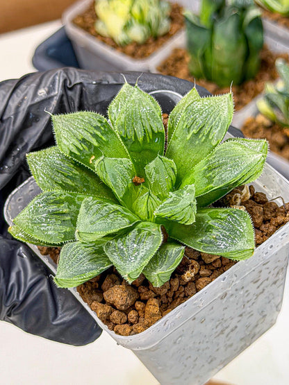 Haworthia Obtusa x Wimii (wa9) (5) | Rare Desert plant