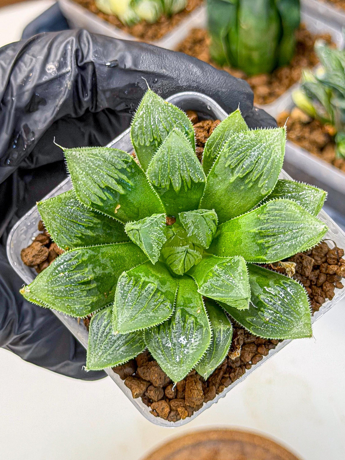 Haworthia Obtusa x Wimii (wa9) (5) | Rare Desert plant