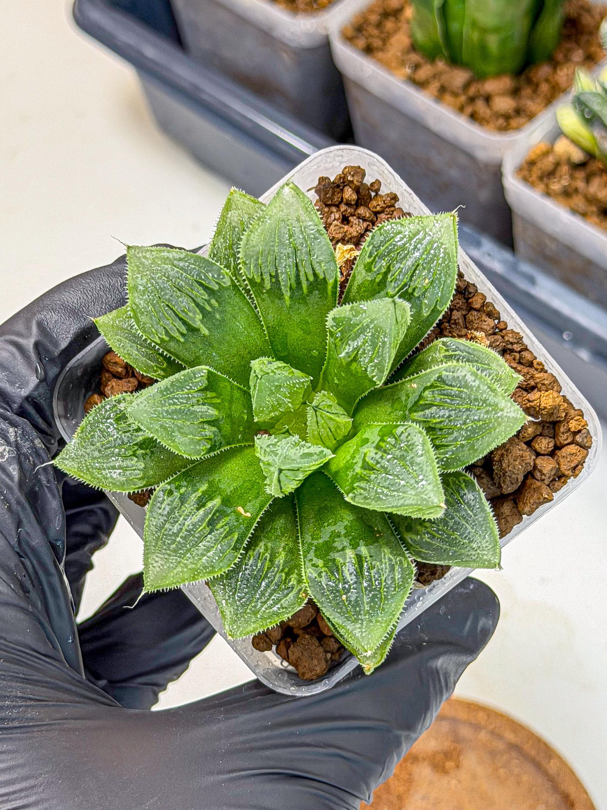Haworthia Obtusa x Wimii (wa9) (5) | Rare Desert plant