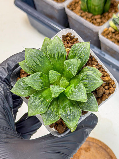 Haworthia Obtusa x Wimii (wa9) (5) | Rare Desert plant