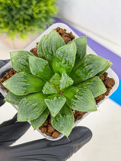 Haworthia Obtusa x Wimii (wa9) (5) | Rare Desert plant