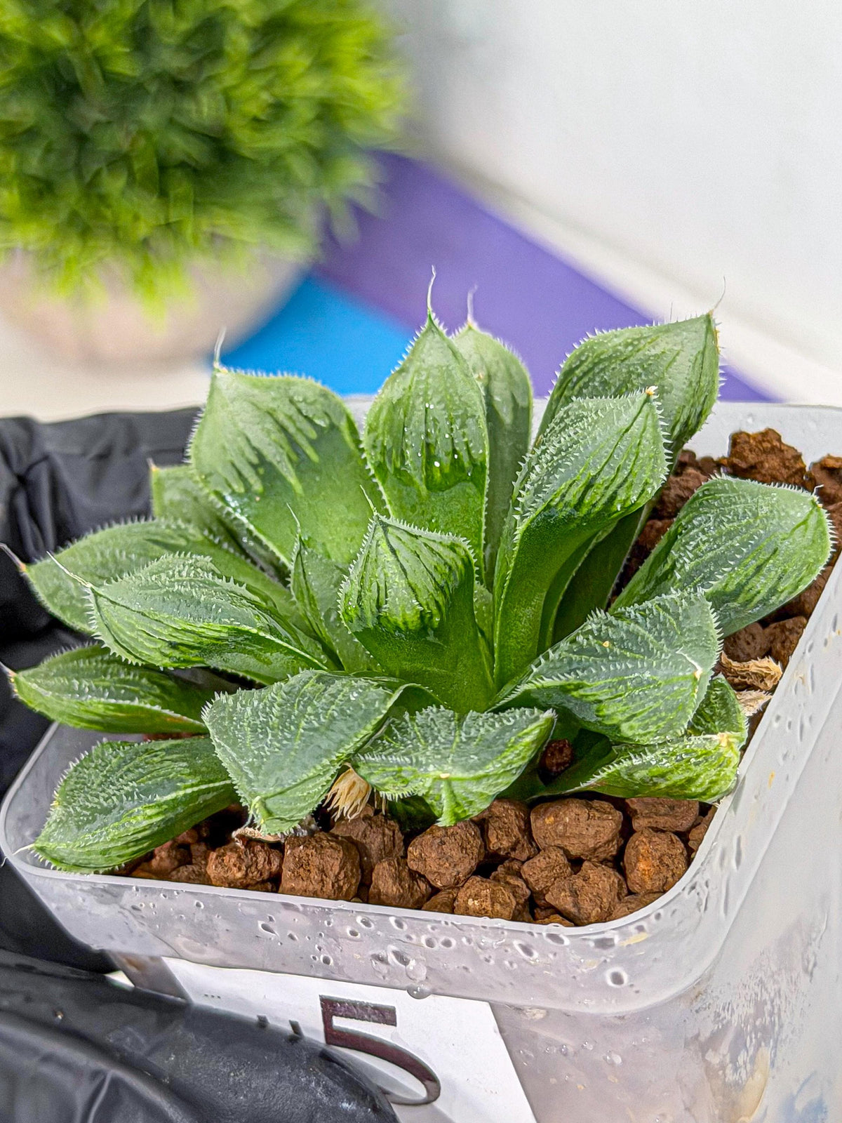 Haworthia Obtusa x Wimii (wa9) (5) | Rare Desert plant