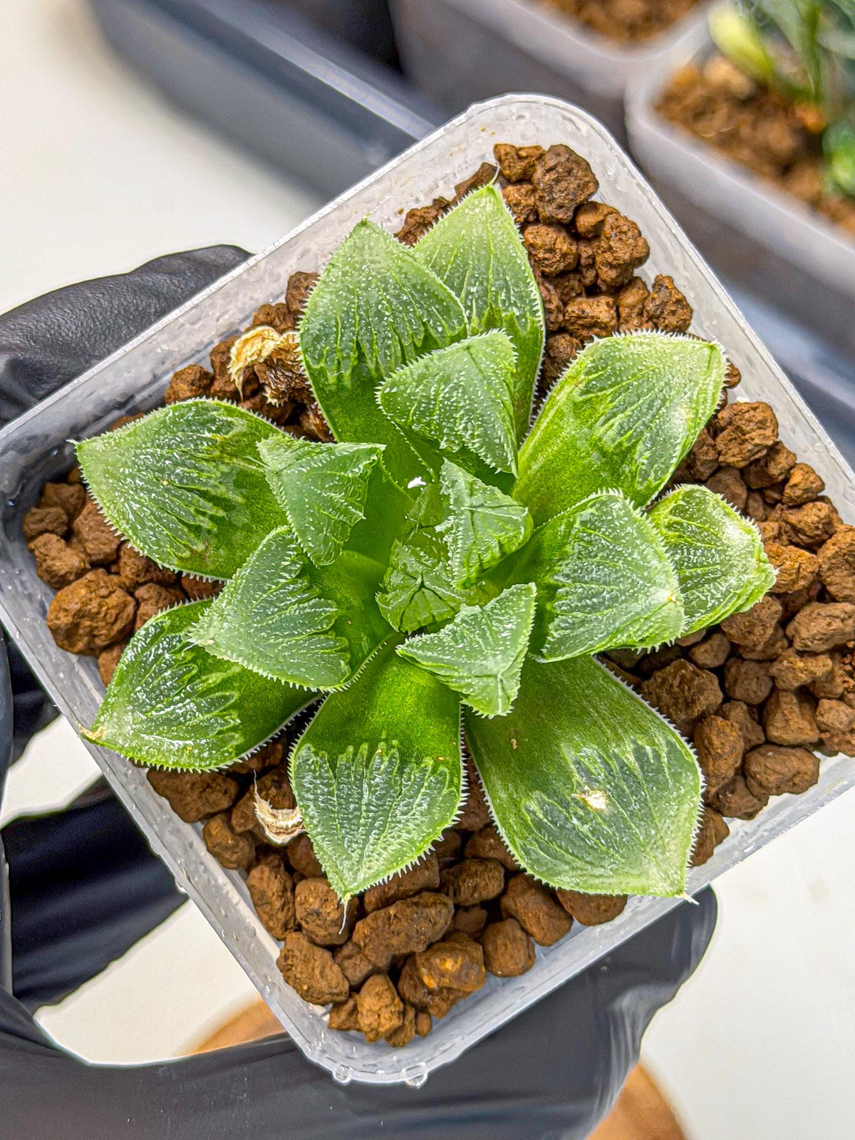 Haworthia obtusa x wimii (wa9) (6) | Rare Desert plant