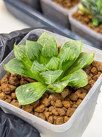 Haworthia obtusa x wimii (wa9) (6) | Rare Desert plant