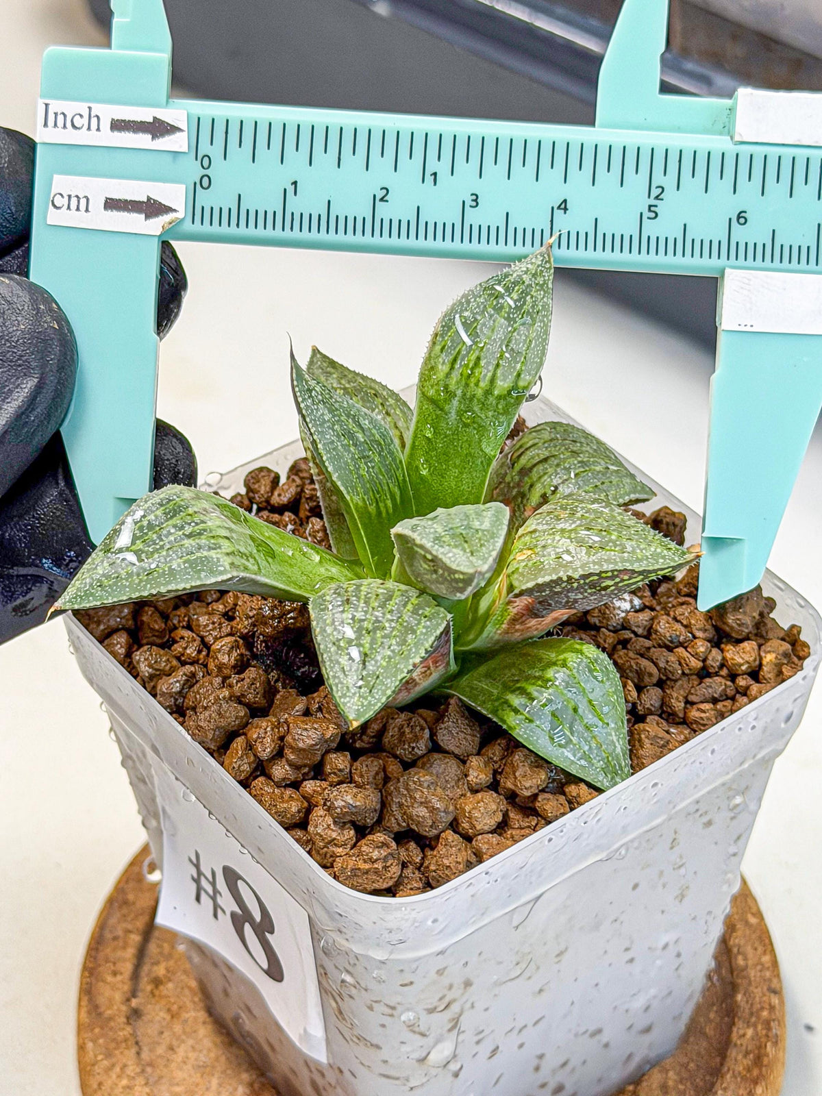 Haworthia picta x Wimii (wa9) (8) | Rare Desert plant