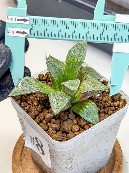 Haworthia picta x Wimii (wa9) (8) | Rare Desert plant