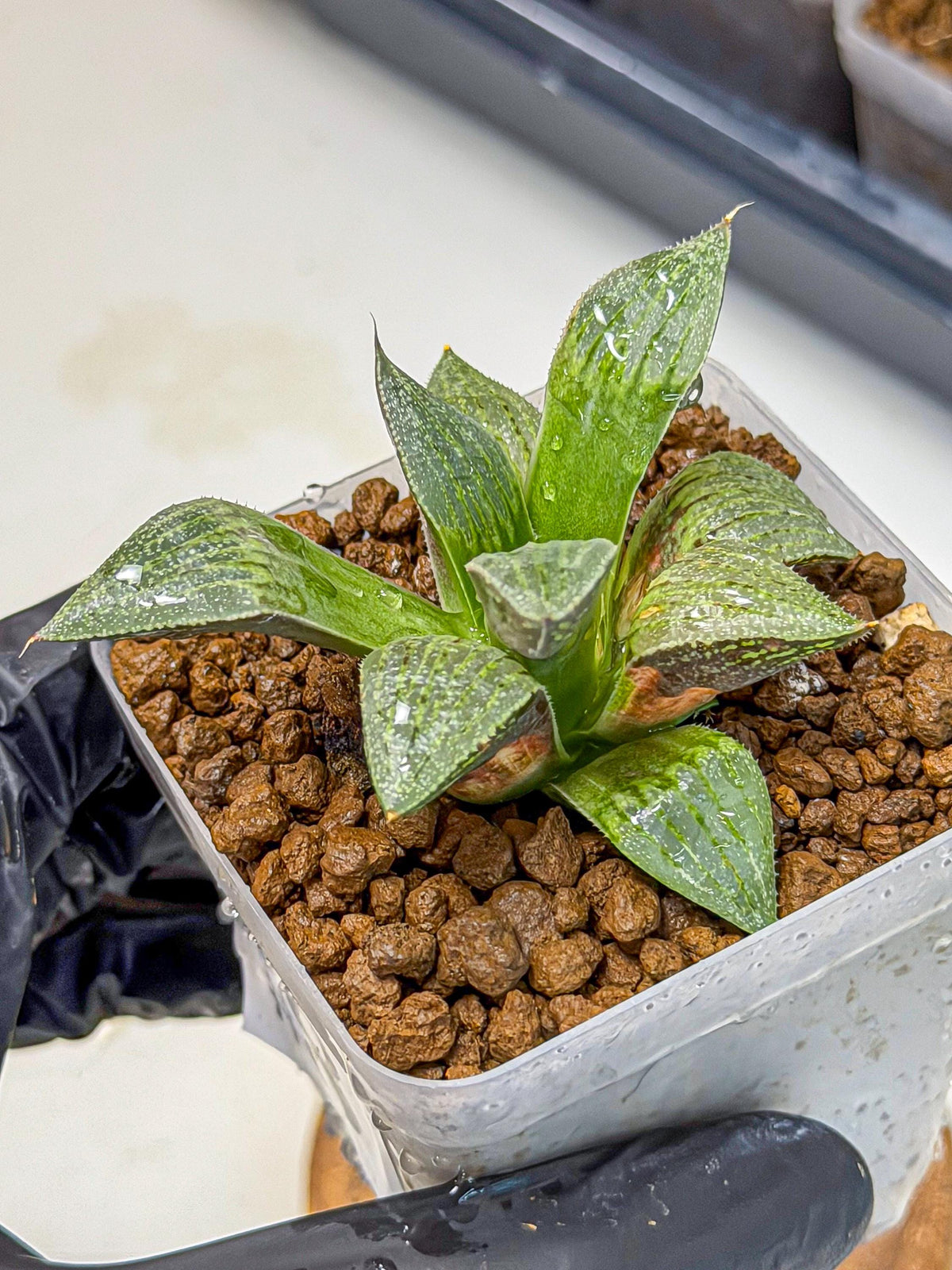 Haworthia picta x Wimii (wa9) (8) | Rare Desert plant