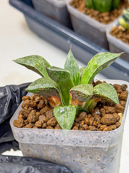 Haworthia picta x Wimii (wa9) (8) | Rare Desert plant